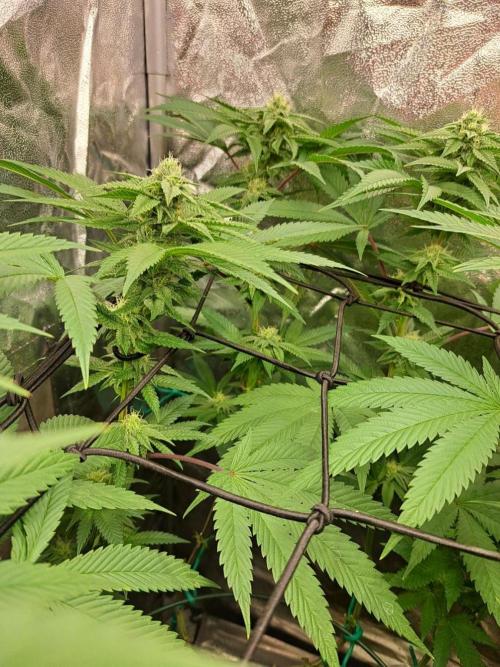 ITAENG Polar Gelato Persian Pie Zillions. Week 11