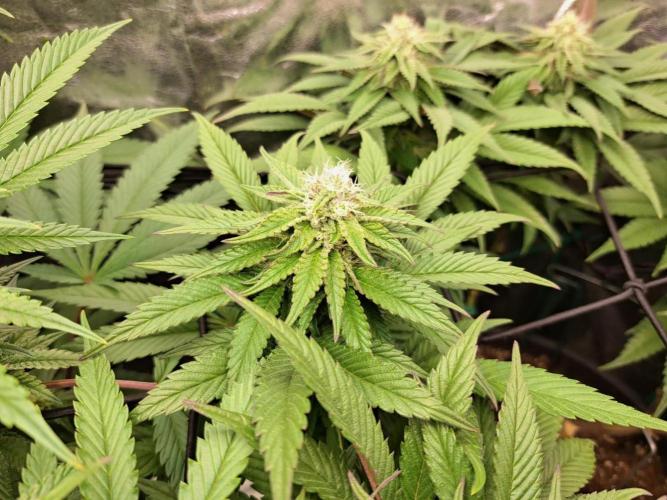 ITAENG Polar Gelato Persian Pie Zillions. Week 11