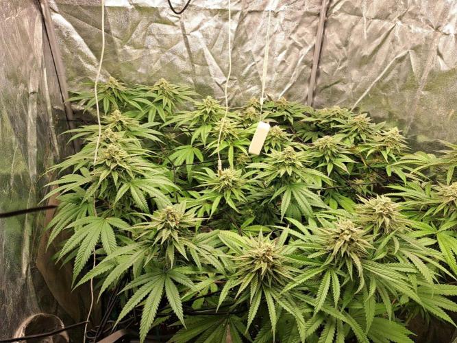 ITAENG Polar Gelato Persian Pie Zillions. Week 12