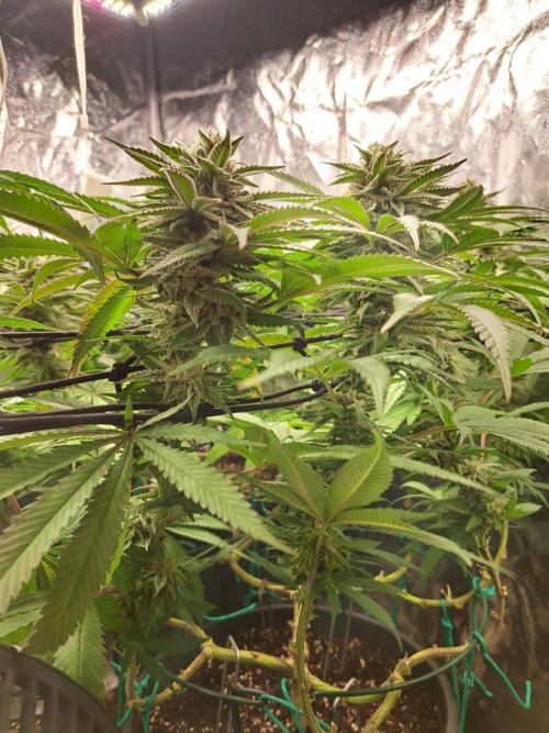ITAENG Polar Gelato Persian Pie Zillions. Week 12