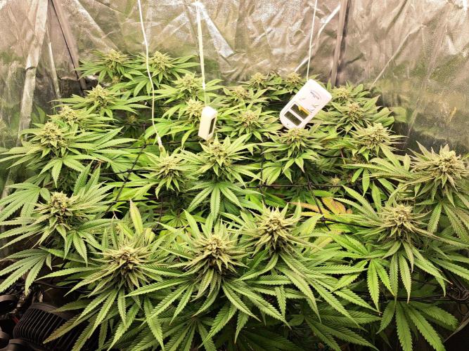 ITAENG Polar Gelato Persian Pie Zillions. Week 13