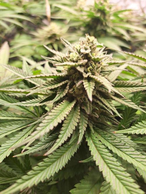 ITAENG Polar Gelato Persian Pie Zillions. Week 13