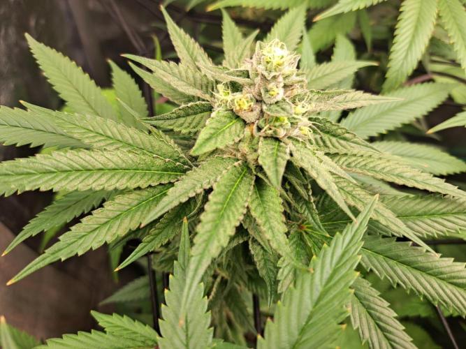ITAENG Polar Gelato Persian Pie Zillions. Week 13