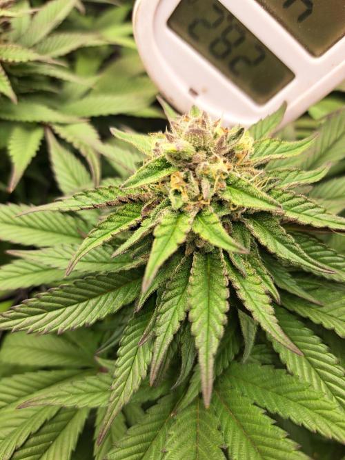 ITAENG Polar Gelato Persian Pie Zillions. Week 13
