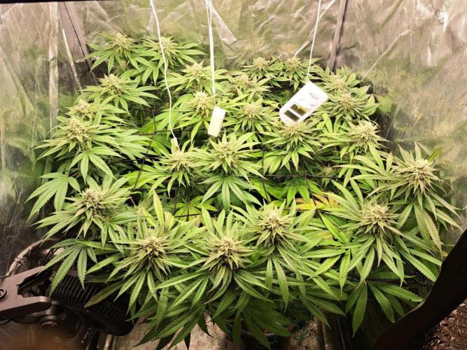 ITAENG Polar Gelato Persian Pie Zillions. Week 13