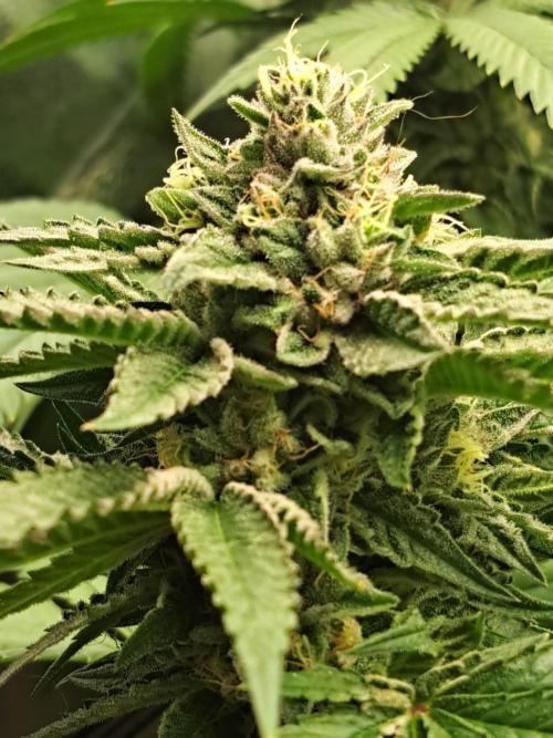 ITAENG Polar Gelato Persian Pie Zillions. Week 13 - Polar Gelato