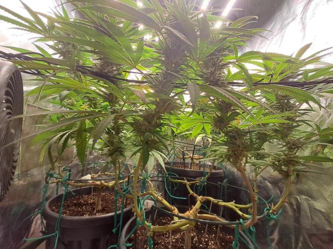 ITAENG Polar Gelato Persian Pie Zillions. Week 13
