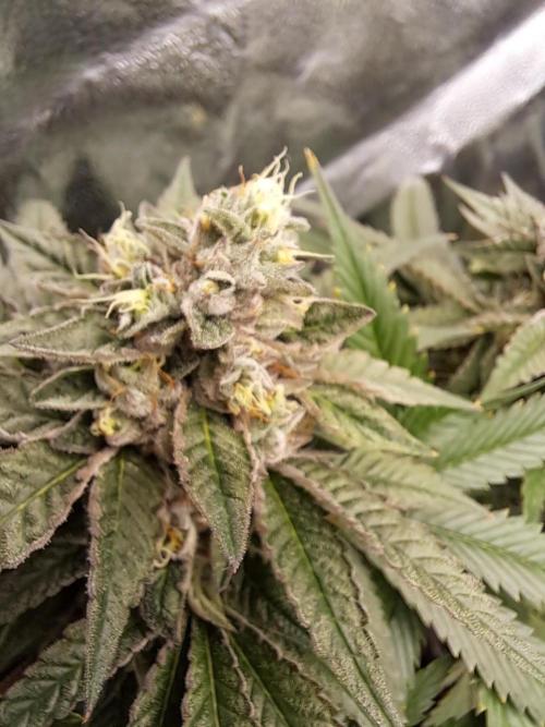 ITAENG Polar Gelato Persian Pie Zillions. Week 13 - Polar Gelato