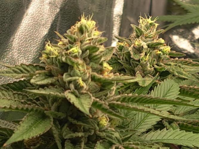 ITAENG Polar Gelato Persian Pie Zillions. Week 13 - Polar Gelato
