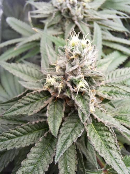 ITAENG Polar Gelato Persian Pie Zillions. Week 13 - Polar Gelato