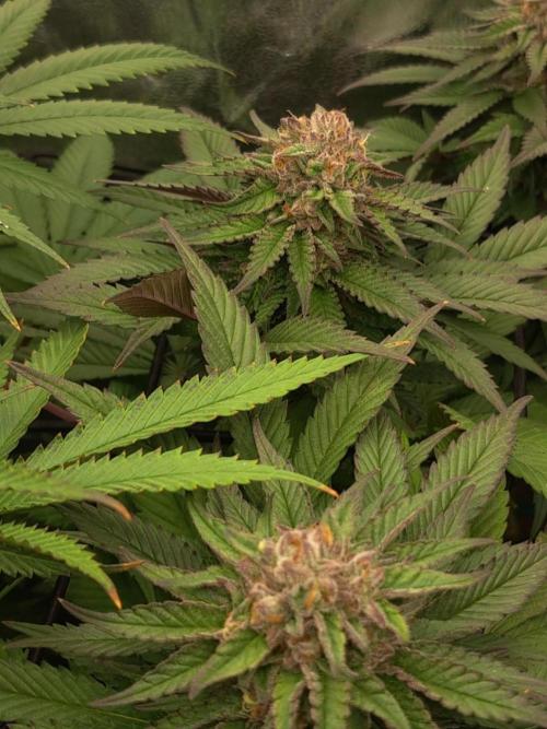 ITAENG Polar Gelato Persian Pie Zillions. Week 13 - Zillions