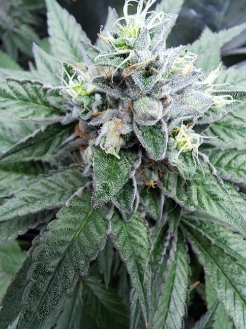 ITAENG Polar Gelato Persian Pie Zillions. Week 14