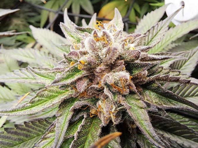 ITAENG Polar Gelato Persian Pie Zillions. Week 14