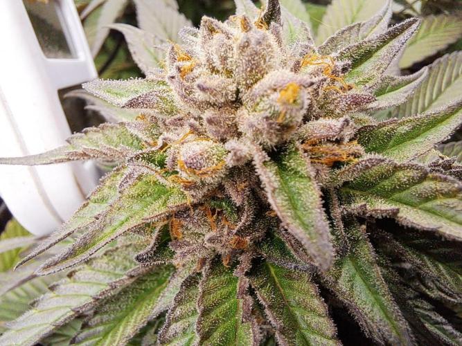 ITAENG Polar Gelato Persian Pie Zillions. Week 14