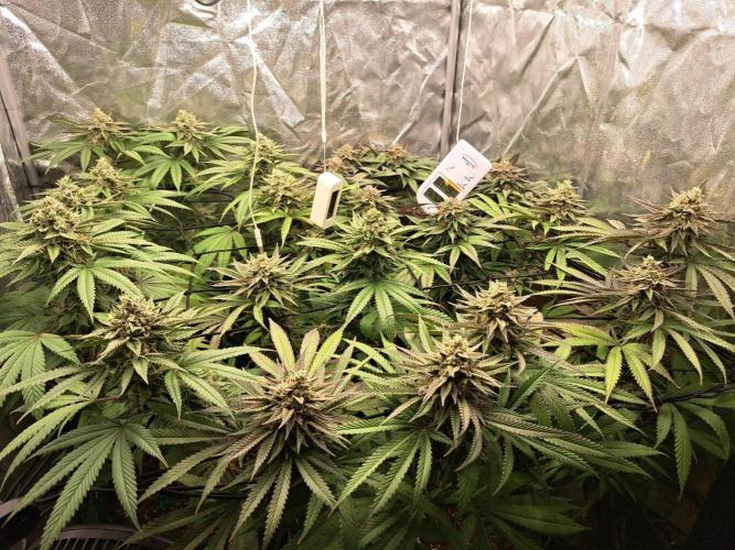 ITAENG Polar Gelato Persian Pie Zillions. Week 14
