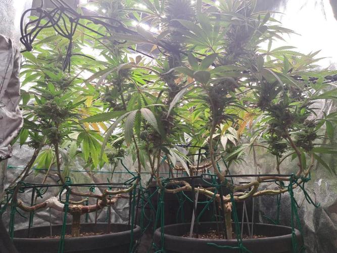 ITAENG Polar Gelato Persian Pie Zillions. Week 14