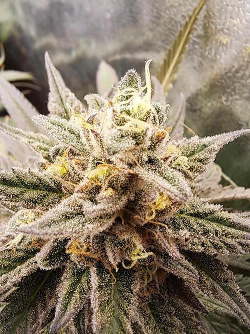 ITAENG Polar Gelato Persian Pie Zillions. Week 14