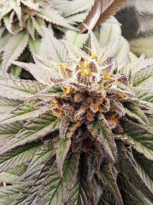 ITAENG Polar Gelato Persian Pie Zillions. Week 14