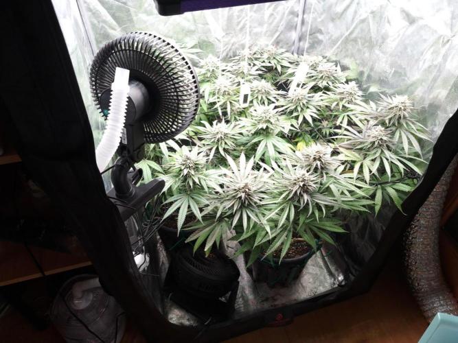 ITAENG Polar Gelato Persian Pie Zillions. Week 14
