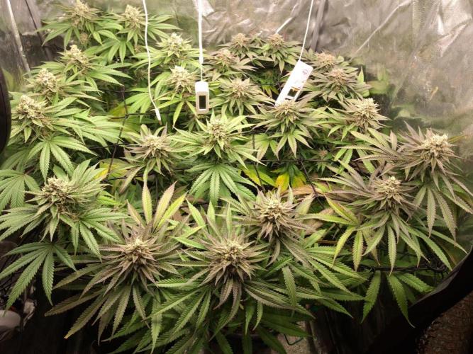 ITAENG Polar Gelato Persian Pie Zillions. Week 14