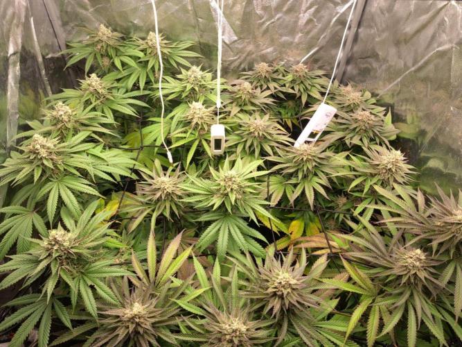 ITAENG Polar Gelato Persian Pie Zillions. Week 14