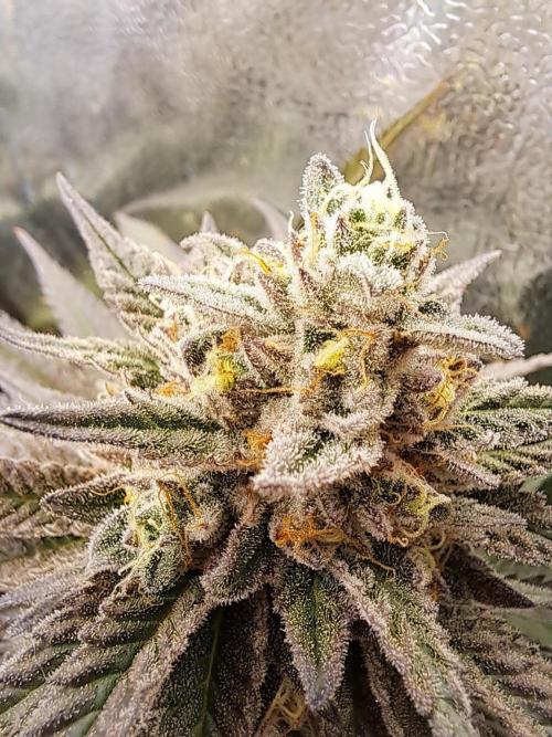 ITAENG Polar Gelato Persian Pie Zillions. Week 14