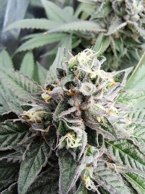 ITAENG Polar Gelato Persian Pie Zillions. Week 14