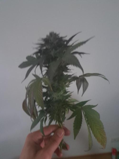 ITAENG Polar Gelato Persian Pie Zillions. Week 15