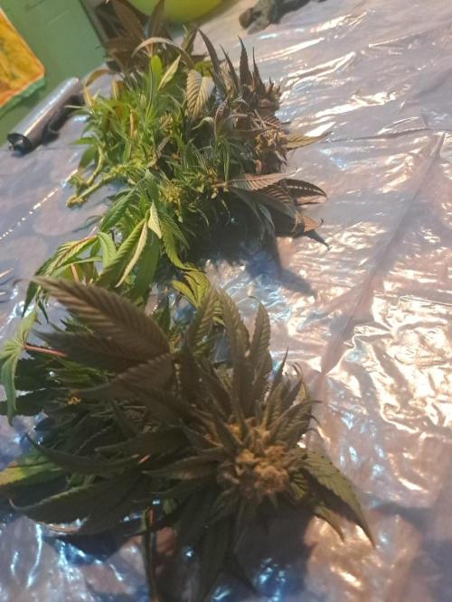 ITAENG Polar Gelato Persian Pie Zillions. Week 15