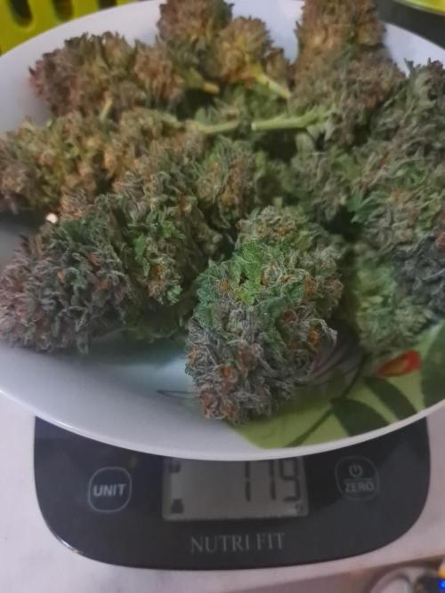 ITAENG Polar Gelato Persian Pie Zillions. Week 15