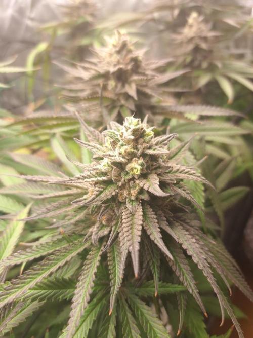 ITAENG Polar Gelato Persian Pie Zillions. Week 15