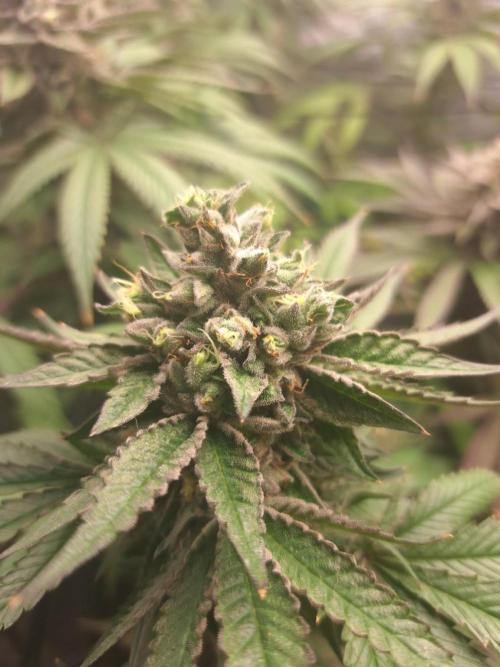 ITAENG Polar Gelato Persian Pie Zillions. Week 15
