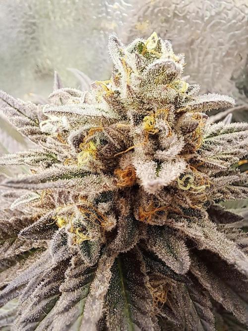 ITAENG Polar Gelato Persian Pie Zillions. Week 15