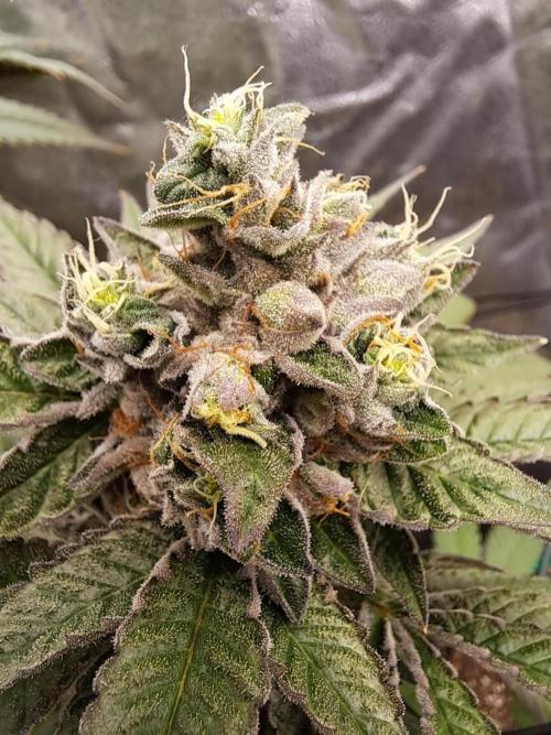 ITAENG Polar Gelato Persian Pie Zillions. Week 15