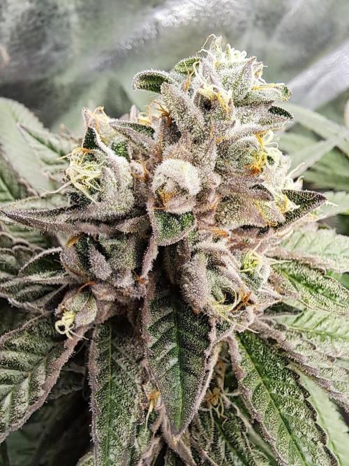 ITAENG Polar Gelato Persian Pie Zillions. Week 15