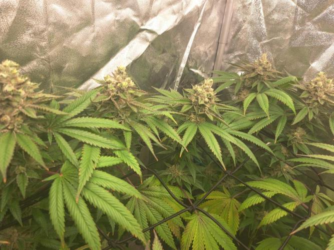 ITAENG Polar Gelato Persian Pie Zillions. Week 15