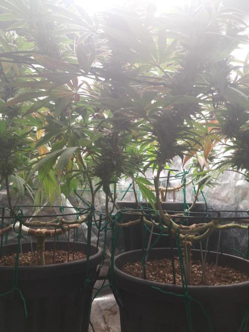 ITAENG Polar Gelato Persian Pie Zillions. Week 15