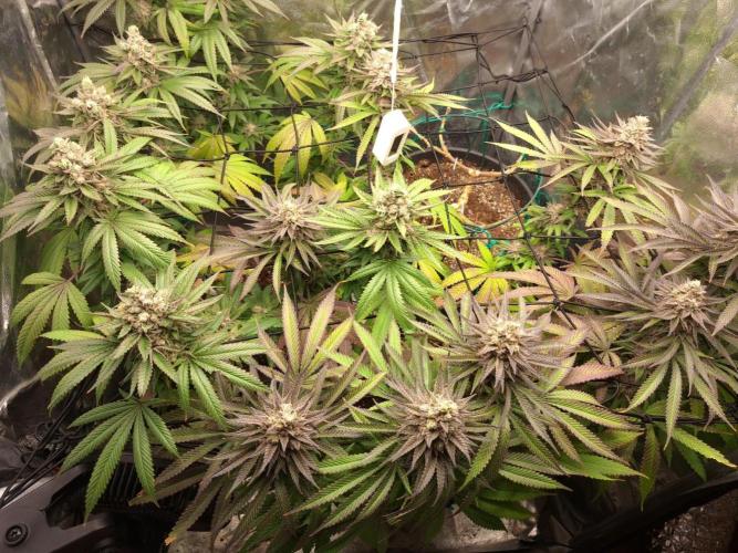 ITA Polar Gelato, Persian Pie, Zillions. Week 14