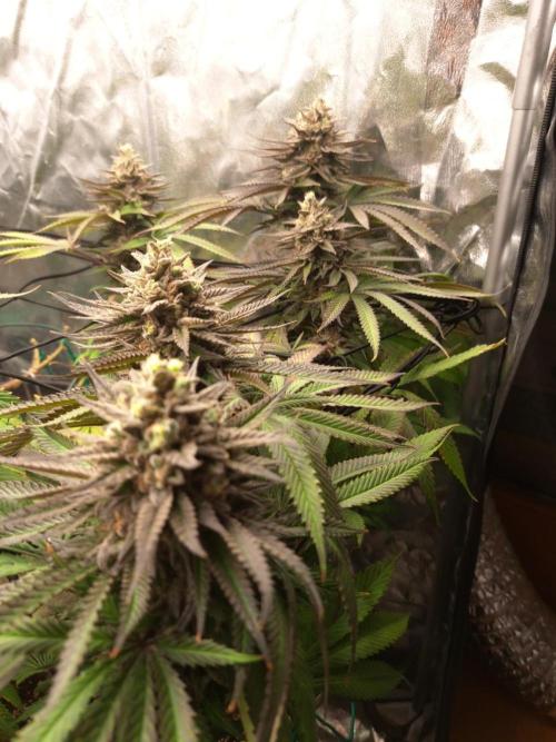 ITA Polar Gelato, Persian Pie, Zillions. Week 14