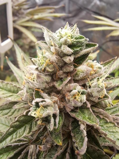 ITA Polar Gelato, Persian Pie, Zillions. Week 14