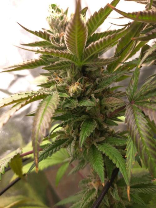 ITA Polar Gelato, Persian Pie, Zillions. Week 14