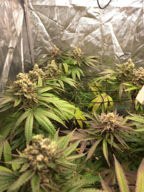 ITA Polar Gelato, Persian Pie, Zillions. Week 15
