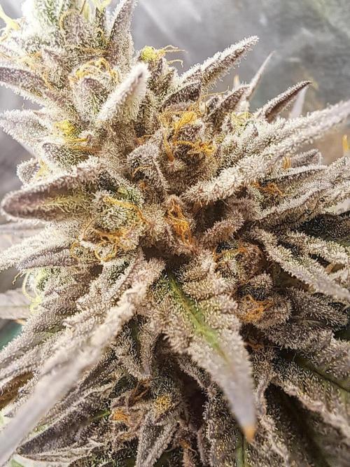 ITA Polar Gelato, Persian Pie, Zillions. Week 15