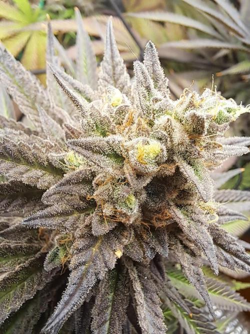ITA Polar Gelato, Persian Pie, Zillions. Week 15