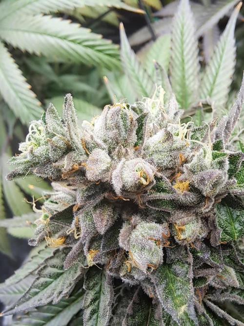 ITA Polar Gelato, Persian Pie, Zillions. Week 15