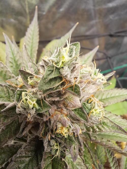 ITA Polar Gelato, Persian Pie, Zillions. Week 15