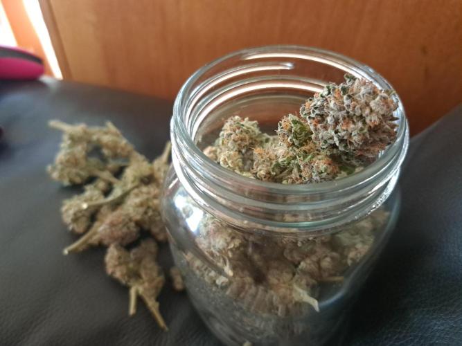 ITA Polar Gelato, Persian Pie, Zillions. Week 15