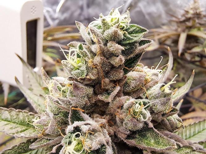 ITA Polar Gelato, Persian Pie, Zillions. Week 16