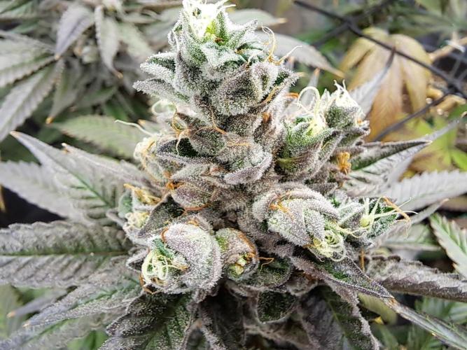 ITA Polar Gelato, Persian Pie, Zillions. Week 16