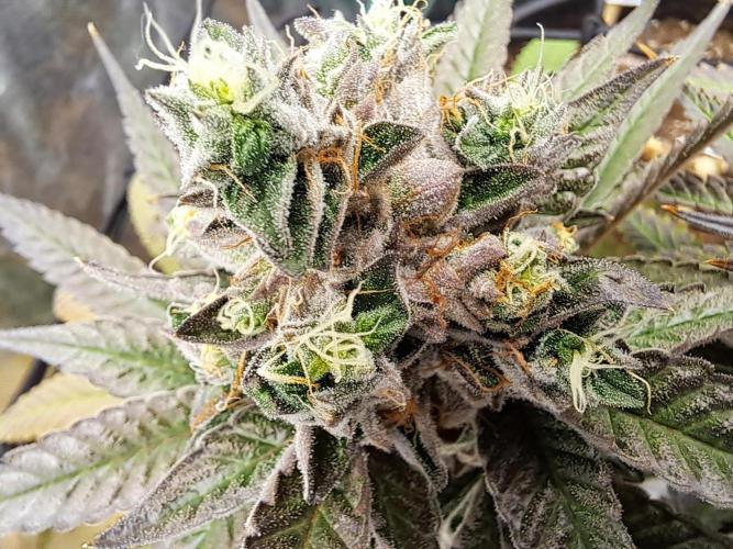 ITA Polar Gelato, Persian Pie, Zillions. Week 16